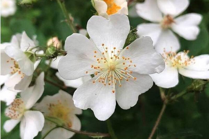 15 Renov Plantas 33 15 Renov Plantas 33