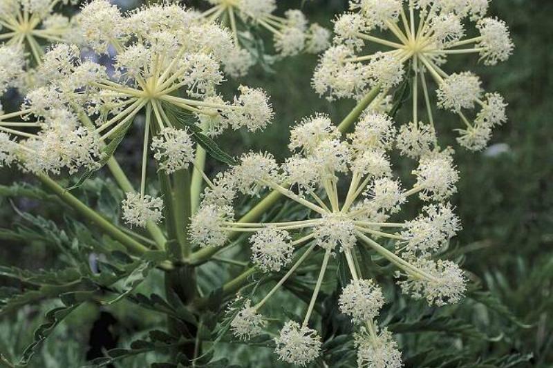 15 Renov Plantas 36 15 Renov Plantas 36