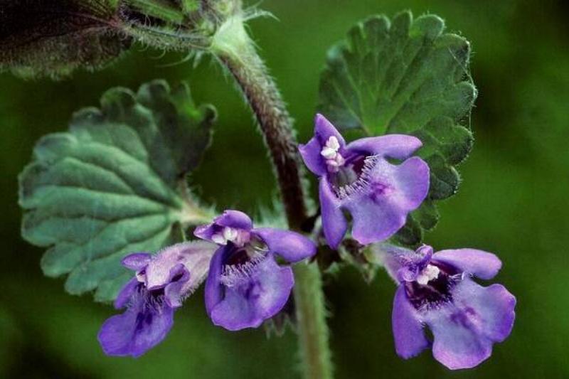 15 Renov Plantas 38 15 Renov Plantas 38