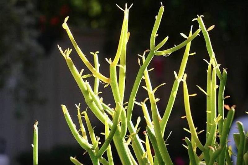 15 Renov Plantas 39 15 Renov Plantas 39