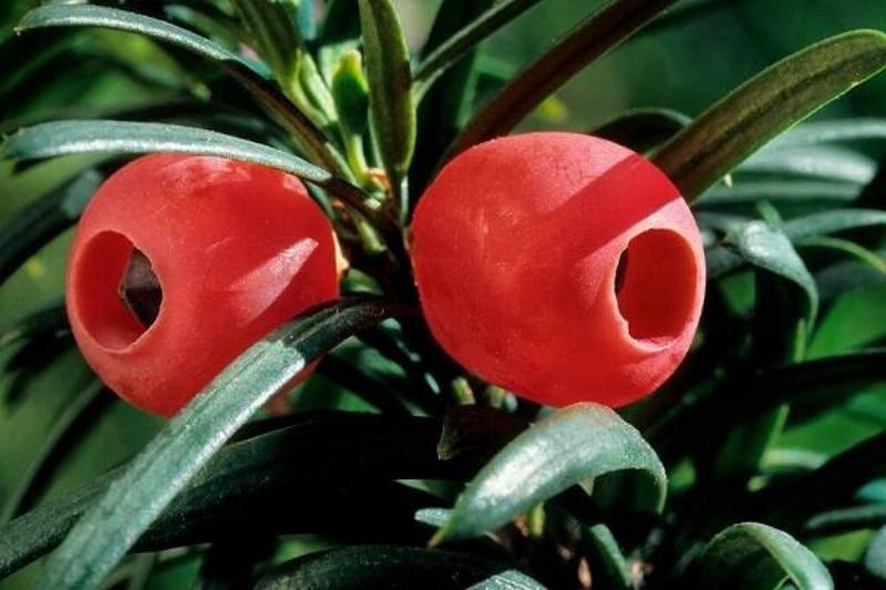 15 Renov Plantas 40 15 Renov Plantas 40