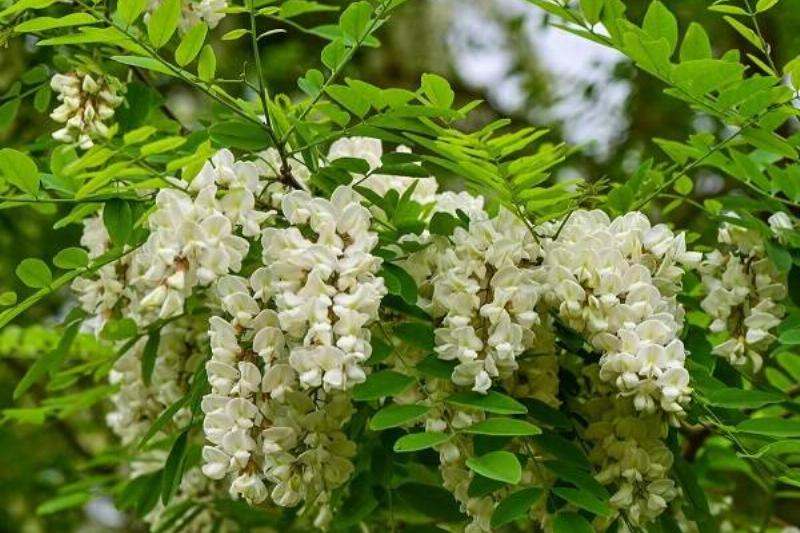 15 Renov Plantas 43 15 Renov Plantas 43