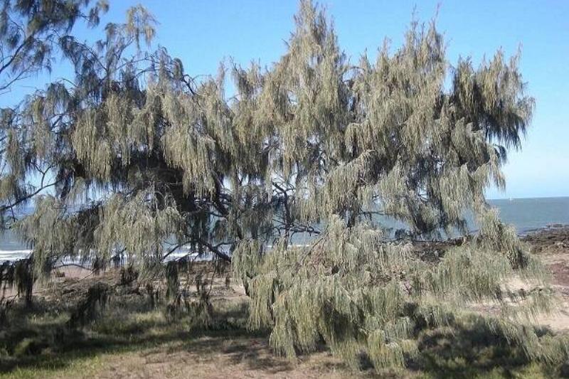 15 Renov Plantas 47 15 Renov Plantas 47