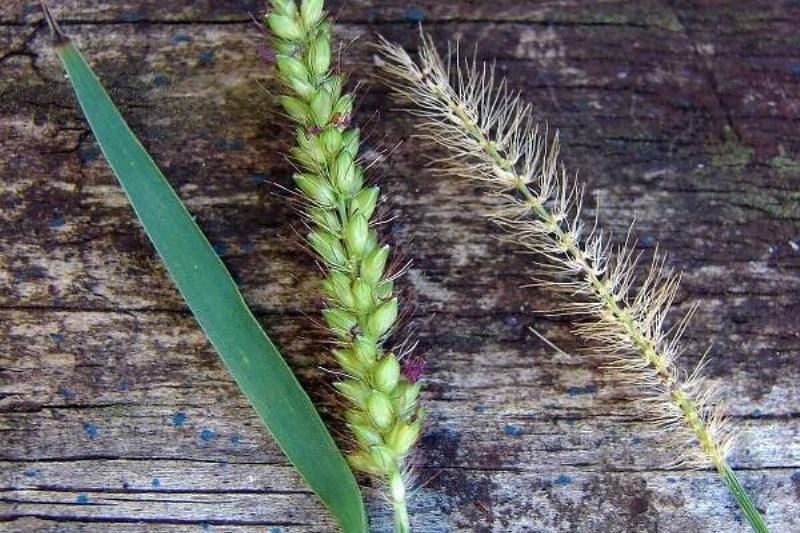 15 Renov Plantas 50 15 Renov Plantas 50