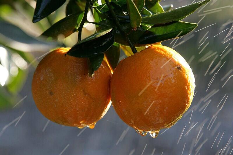 Cold Snap Endangers California Citrus Crop