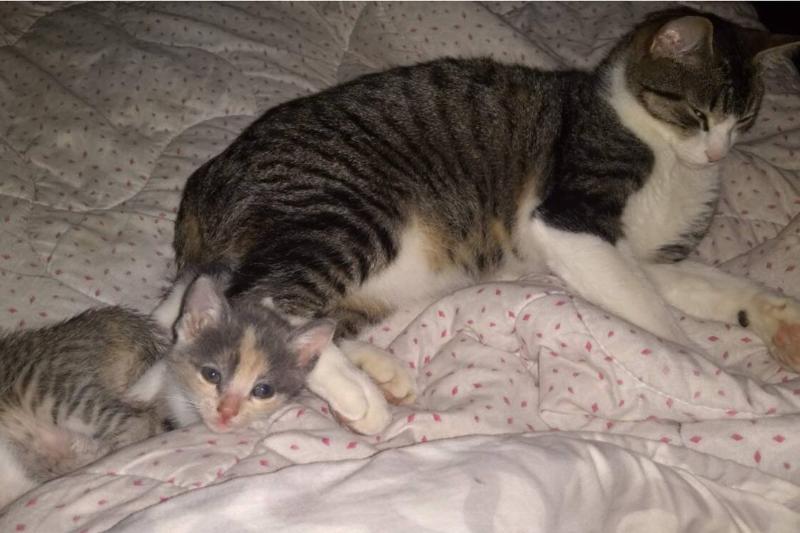 cat and kitten cat and kitten