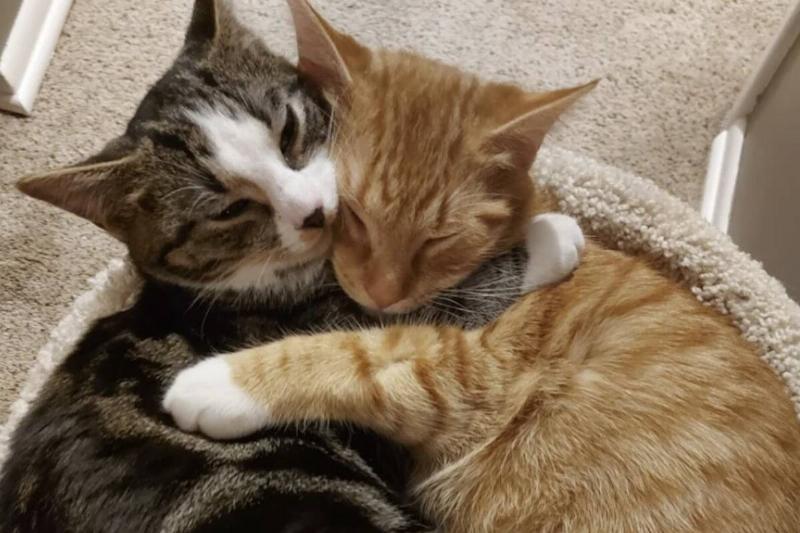 cats cats