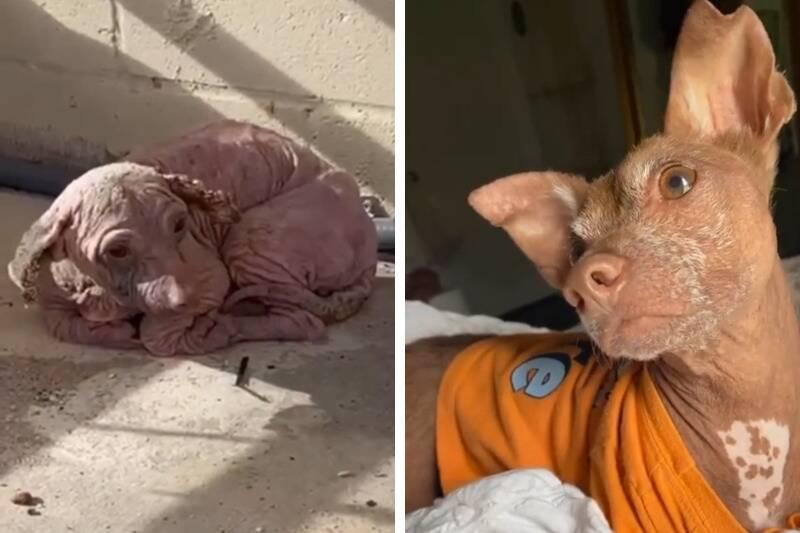 dobby2 dobby2
