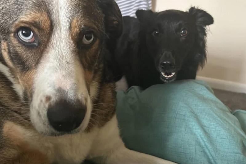 dog faces dog faces