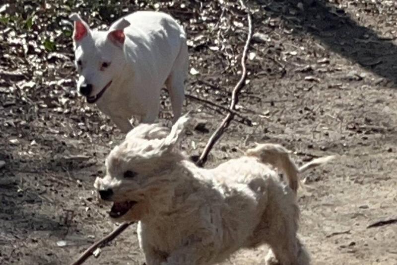 doggies doggies