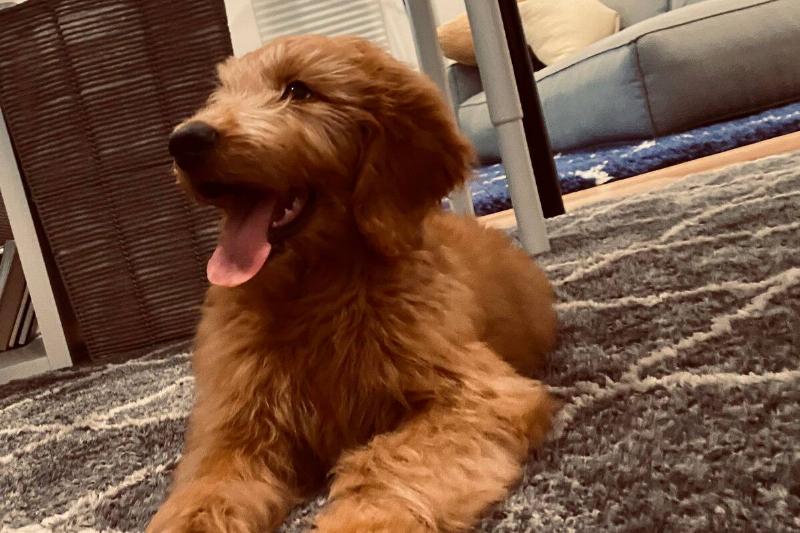 golden doodle golden doodle
