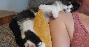 Heartwarming Pet Adoption Moments That Touched Our Souls