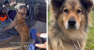 Heartwarming Dog Rescue Transformations That Inspire Hope