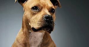 Experts Reveal The Most Dangerous And Safest Dog Breeds For Households