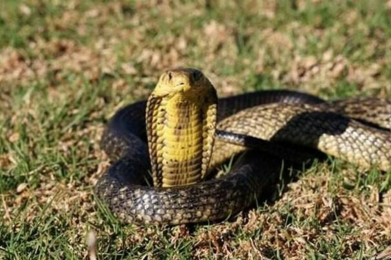 Young_forest_cobra_(Naja_melanoleuca)