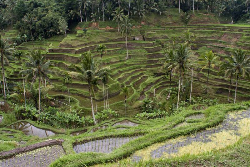 Bali