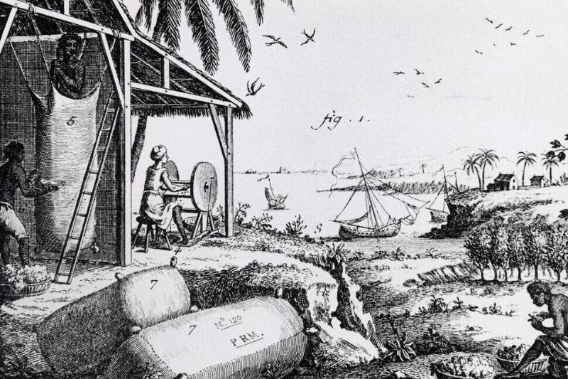 Scene of harvesting, ginning and picking cotton Scene of harvesting, ginning and picking cotton