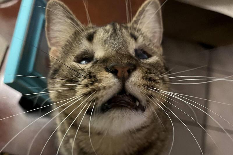 cat cat