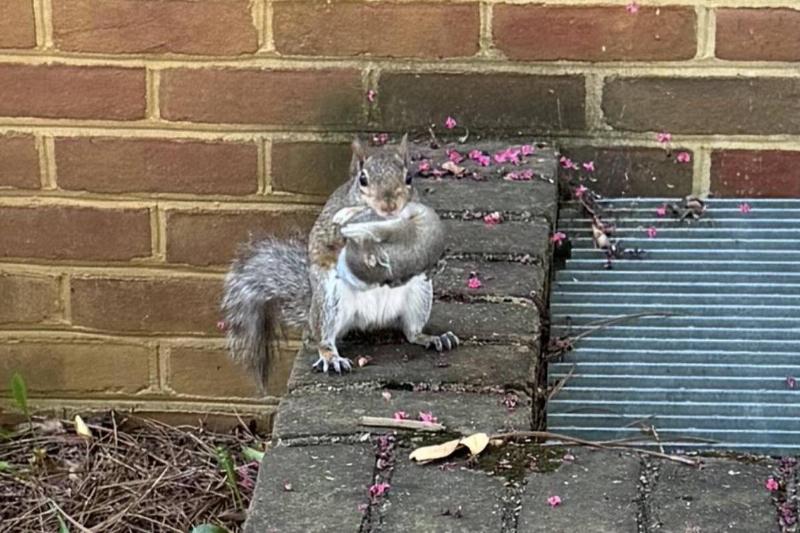 squirrel squirrel