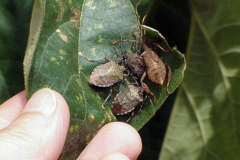 Brown_marmorated_stink_bug_adults-91210