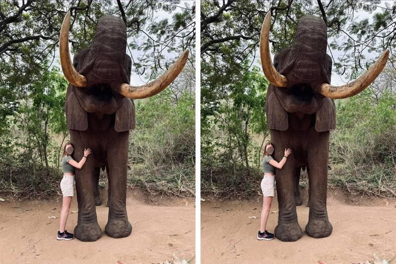 elephant2