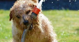 40 Of The Worst Things That You Could Possibly Do To Your Lawn – Avoid This At All Costs