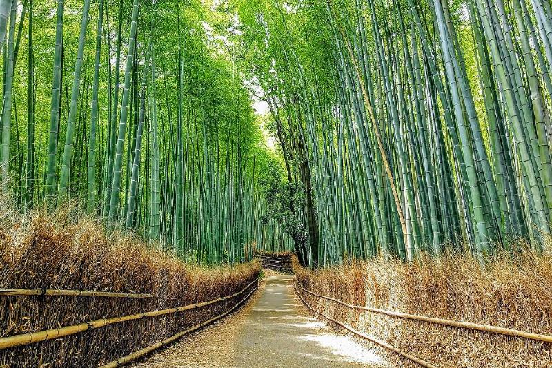 2021_Sagano_Bamboo_forest_in_Arashiyama,_Kyoto,_Japan