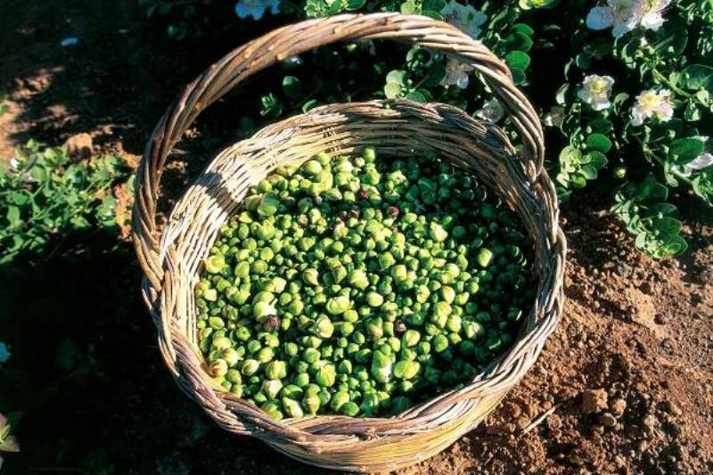 3 Comidas No Corazon 19 3 Comidas No Corazon 19