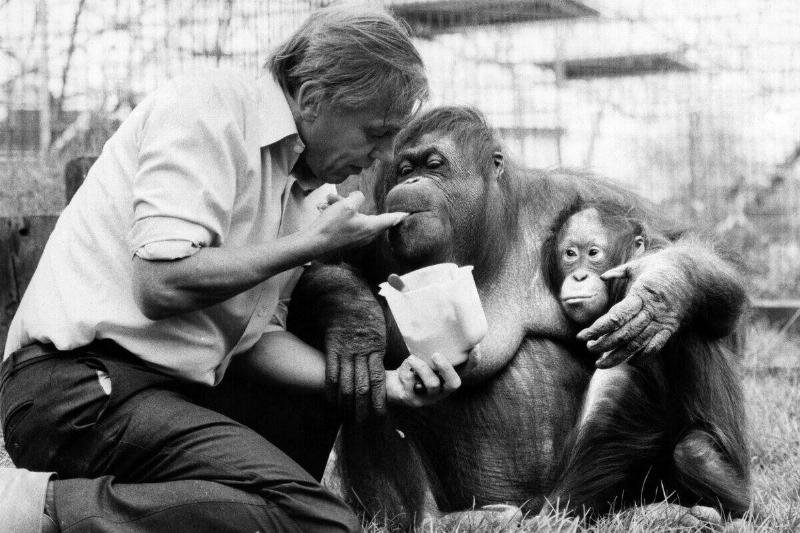 David Attenborough with orangutan and her baby at London Zoo