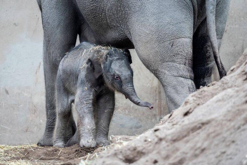 DENMARK-ZOO-ANIMAL-ELEPHANT