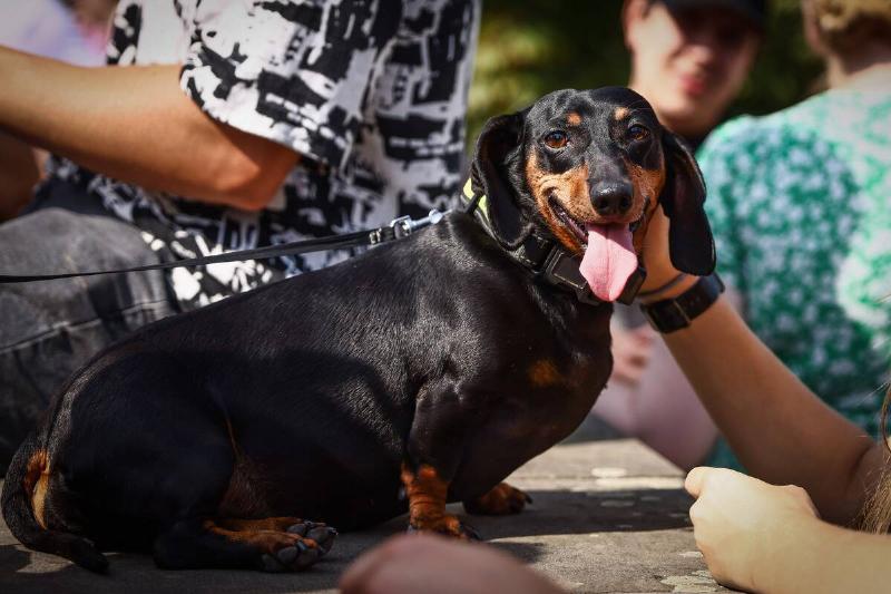 The Dachshund March In Krakow
