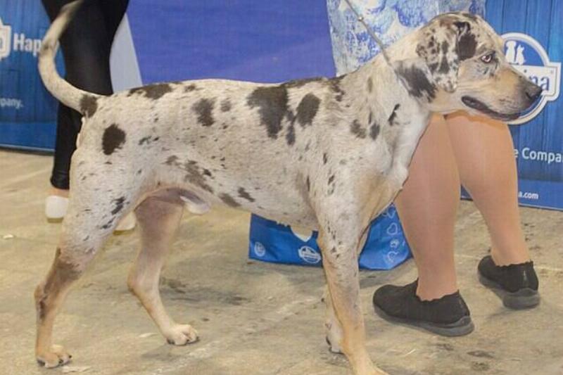 Catahoulamerle2