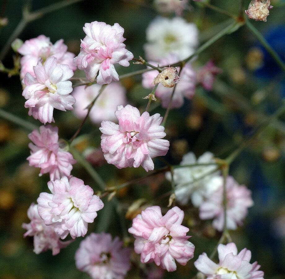 Gypsophila_repens_ close-up_(aka)