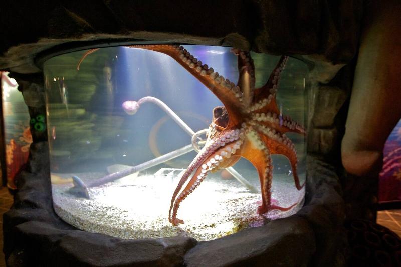 A Giant Pacific Octopus is displayed in