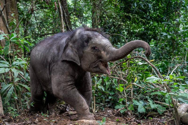 CHINA-YUNNAN-XISHUANGBANNA-WILD ELEPHANT-RESCUE(CN)
