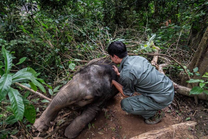 CHINA-YUNNAN-XISHUANGBANNA-WILD ELEPHANT-RESCUE(CN)