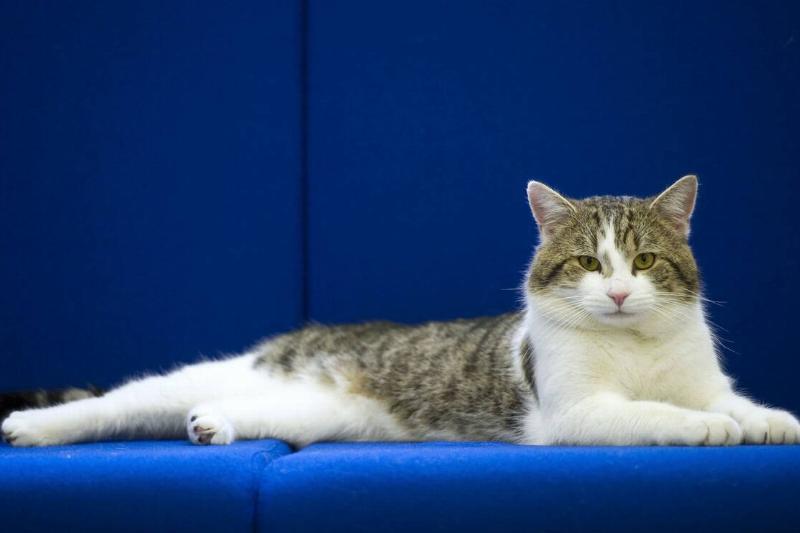 Larry The New Downing Street Cat Arrives At His New Home