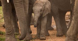 Baby Elephant Was Deserted By Its Herd, Until Rangers Witnessed An Elephant Search Party