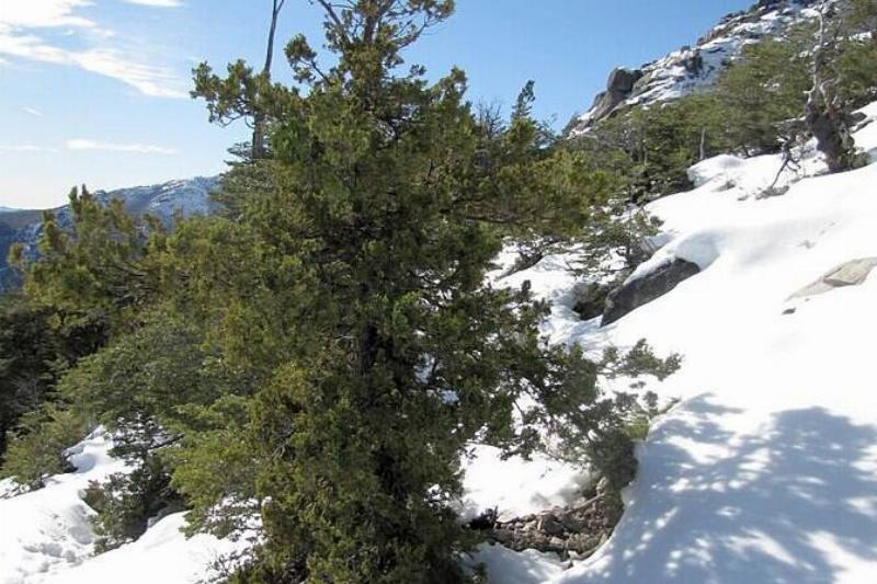 Austrocedrus_chilensis_por_pabloendemico_ 001