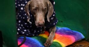 Dog Breeds That Make Loving, Loyal, And Playful Companions For Children