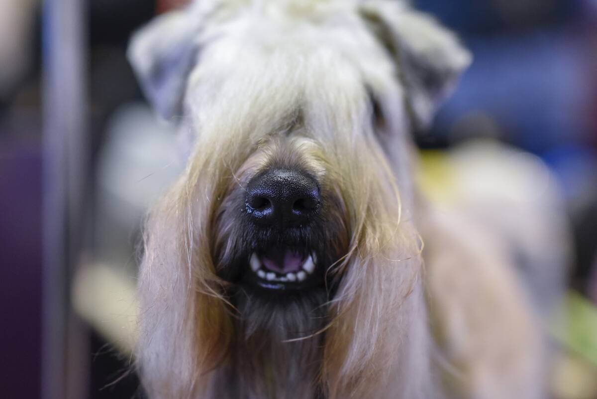 GettyImages-510710994