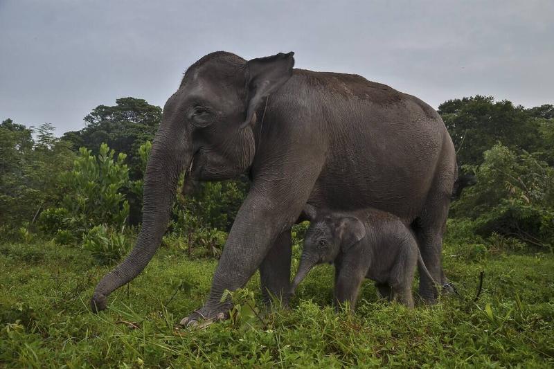Endangered Newly Born Baby Elephant in Indonesia