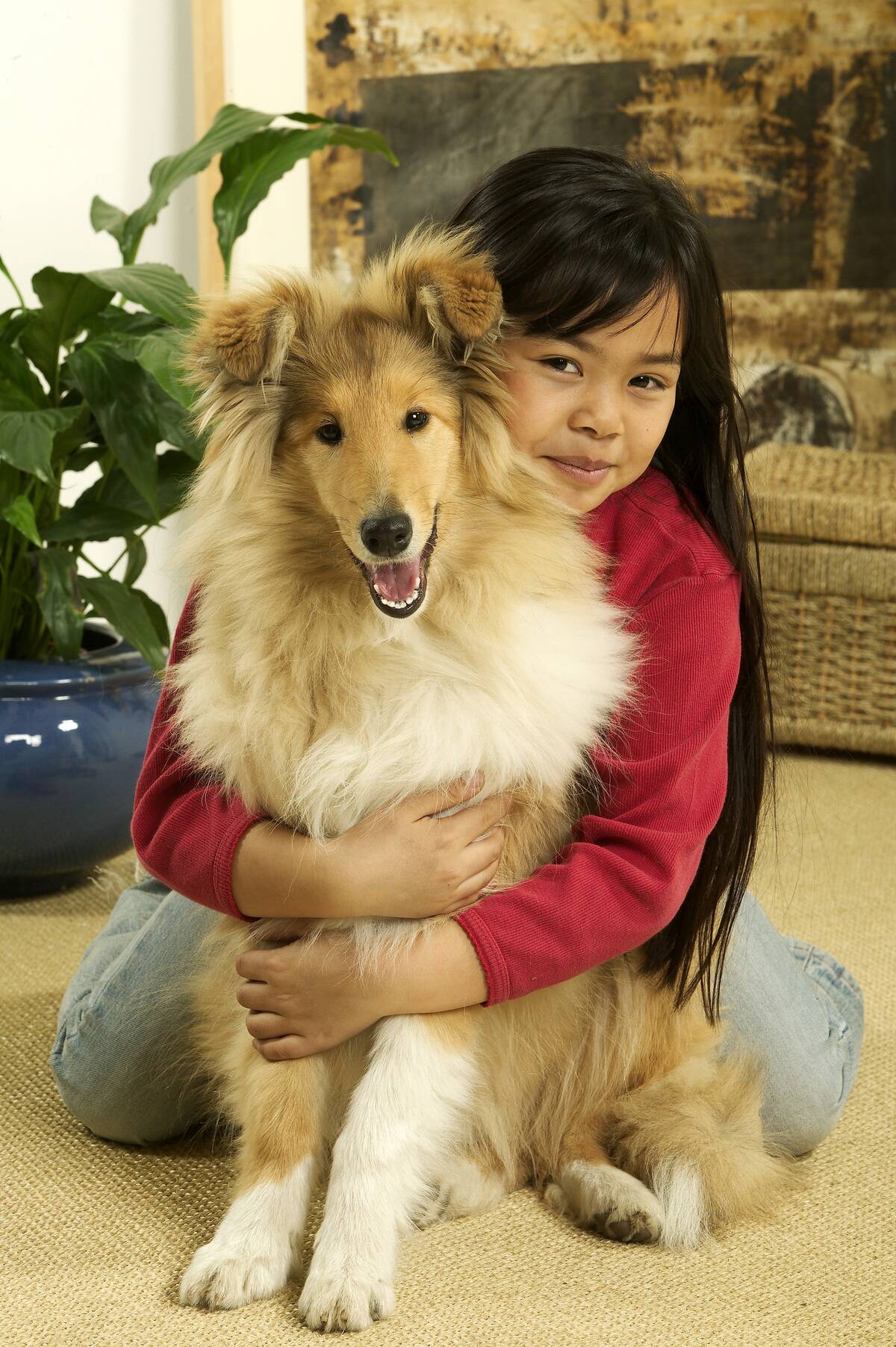 Rough collie, Canis familiaris