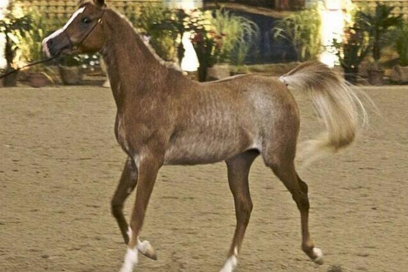 Arabian_rabicano_horse