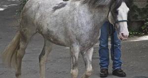10+ Completely Unique Horses With Rare & Stunning Coats (They’re Truly Majestic)