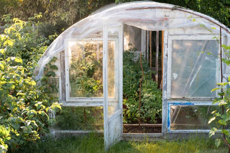 Greenhouse-6-12897-60504