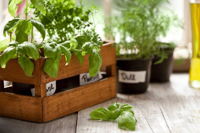 Herbs-94272-95252