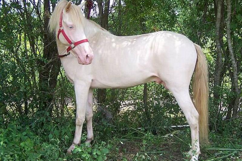 Perlino-color-horse-100_6908