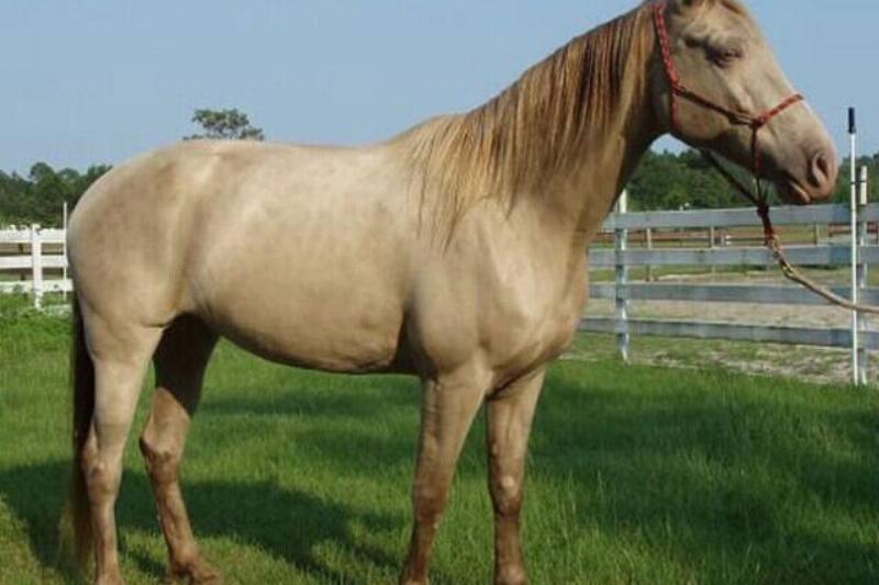 Silver_Champagne_horse