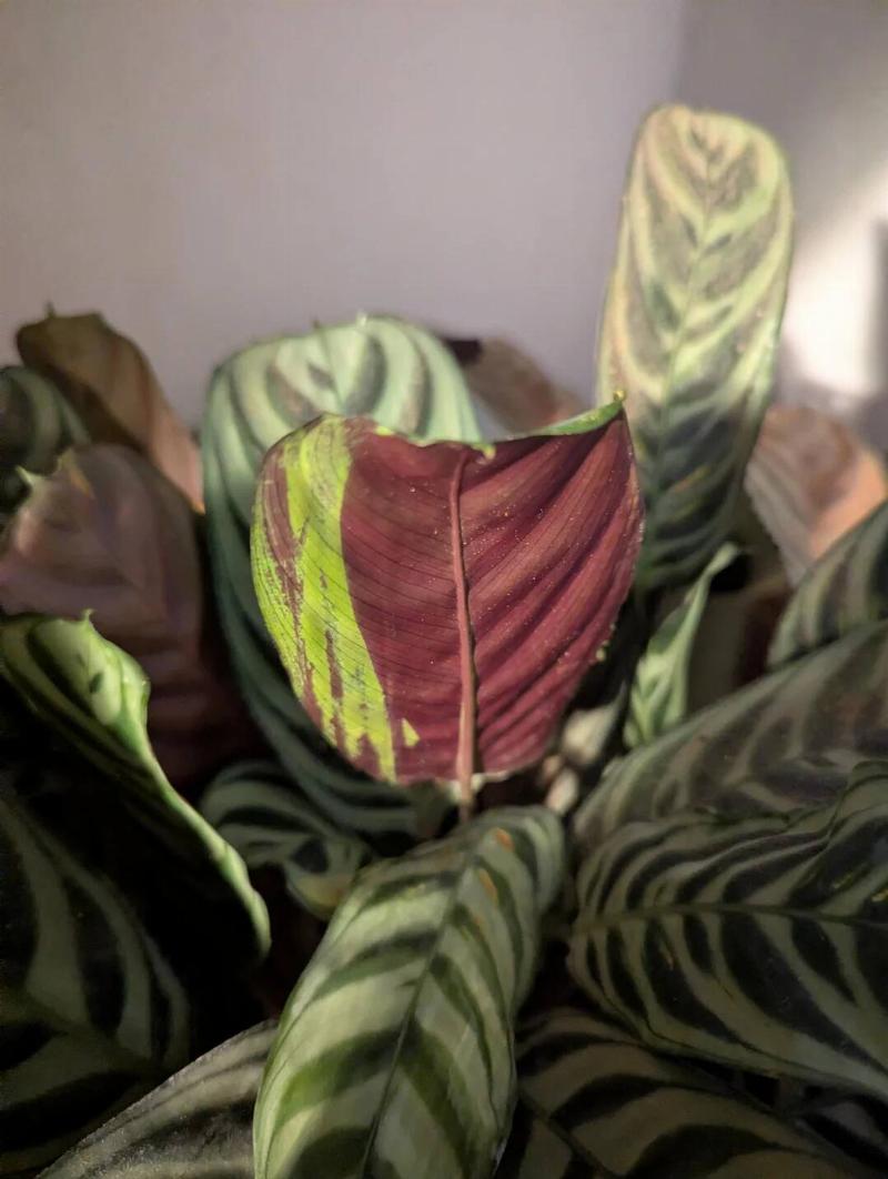 a-natural-marking-on-my-plant-leaf-looks-like-paint-v0-260ko3tcpn4g1